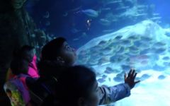 Child of the term - London Aquarium